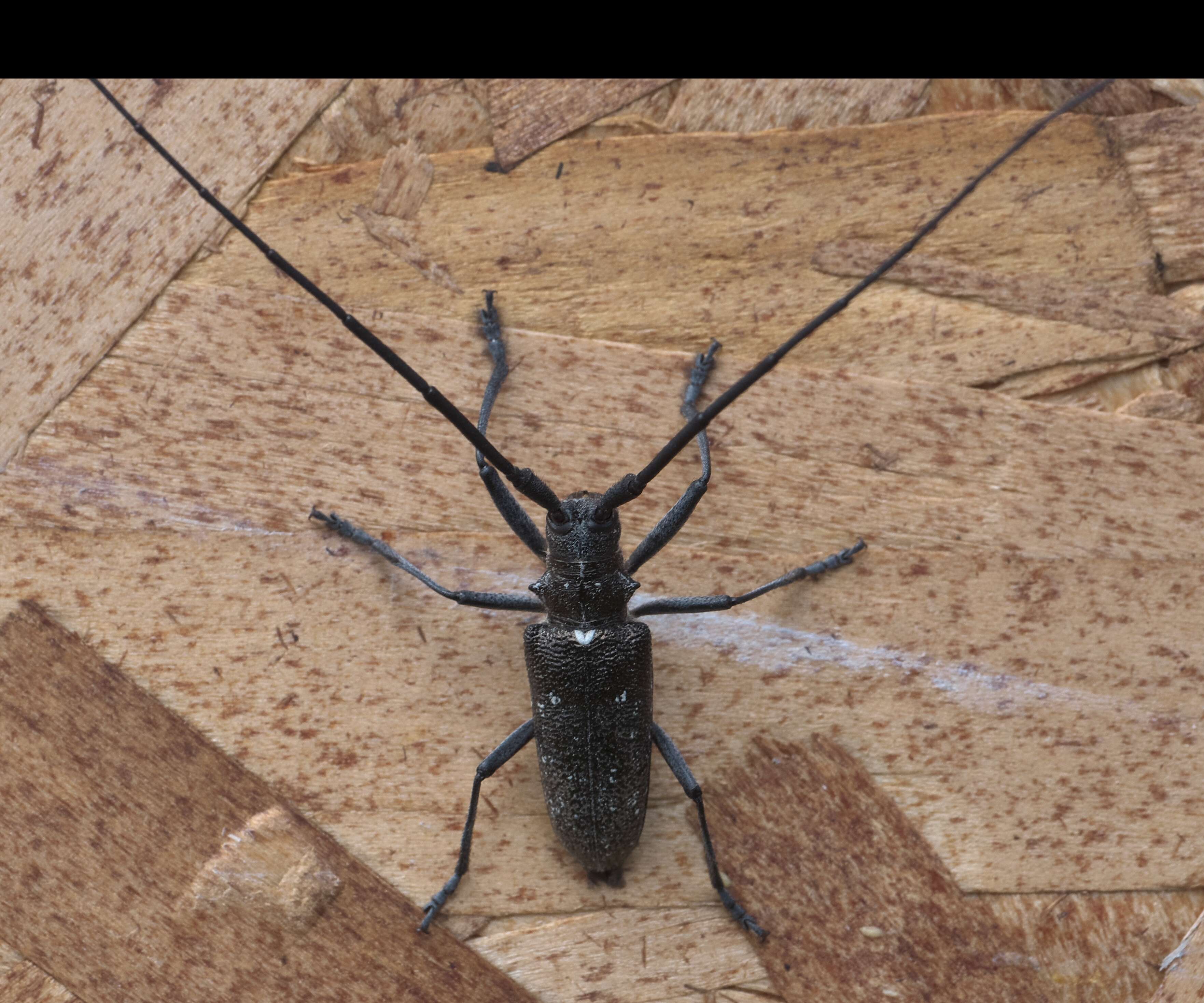 Image of White-spotted Sawyer