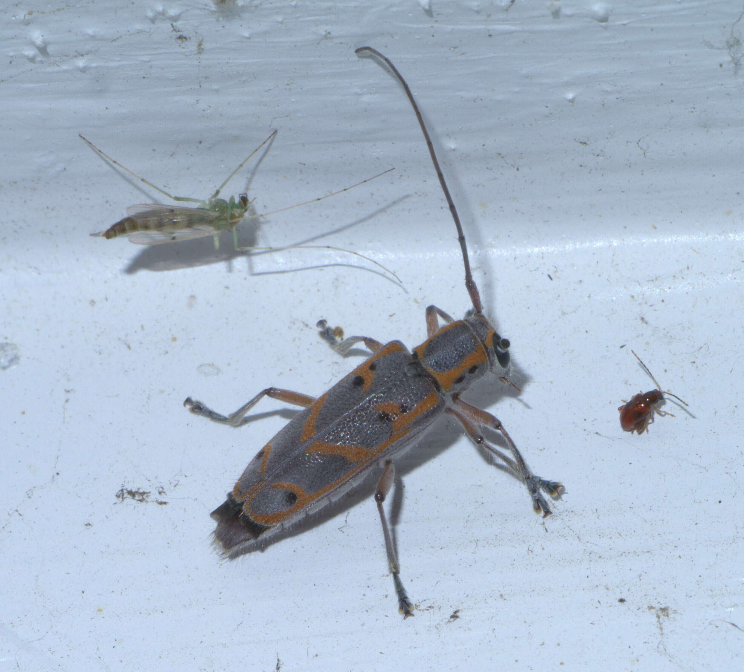 Image of Elm Borer