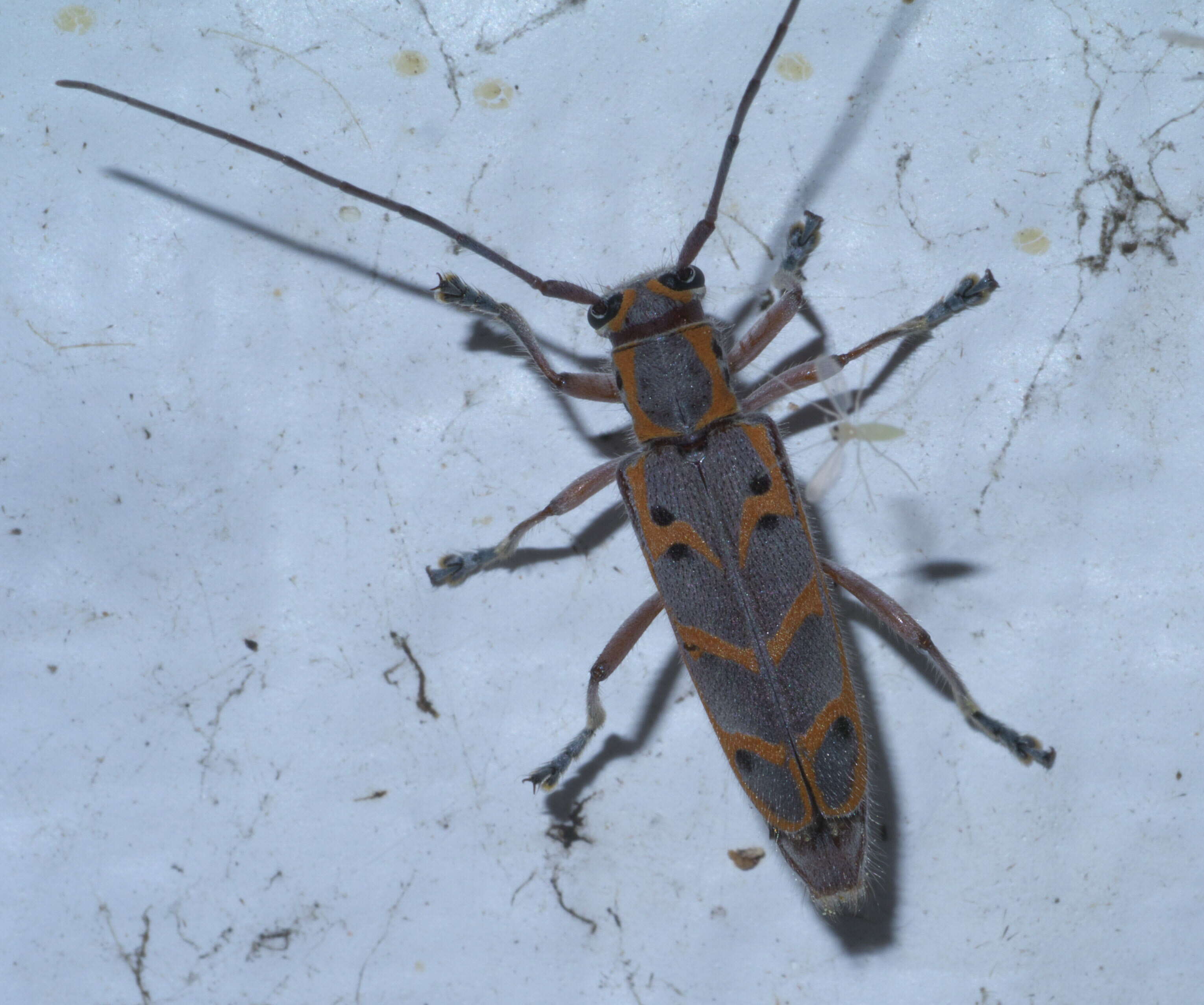 Image of Elm Borer