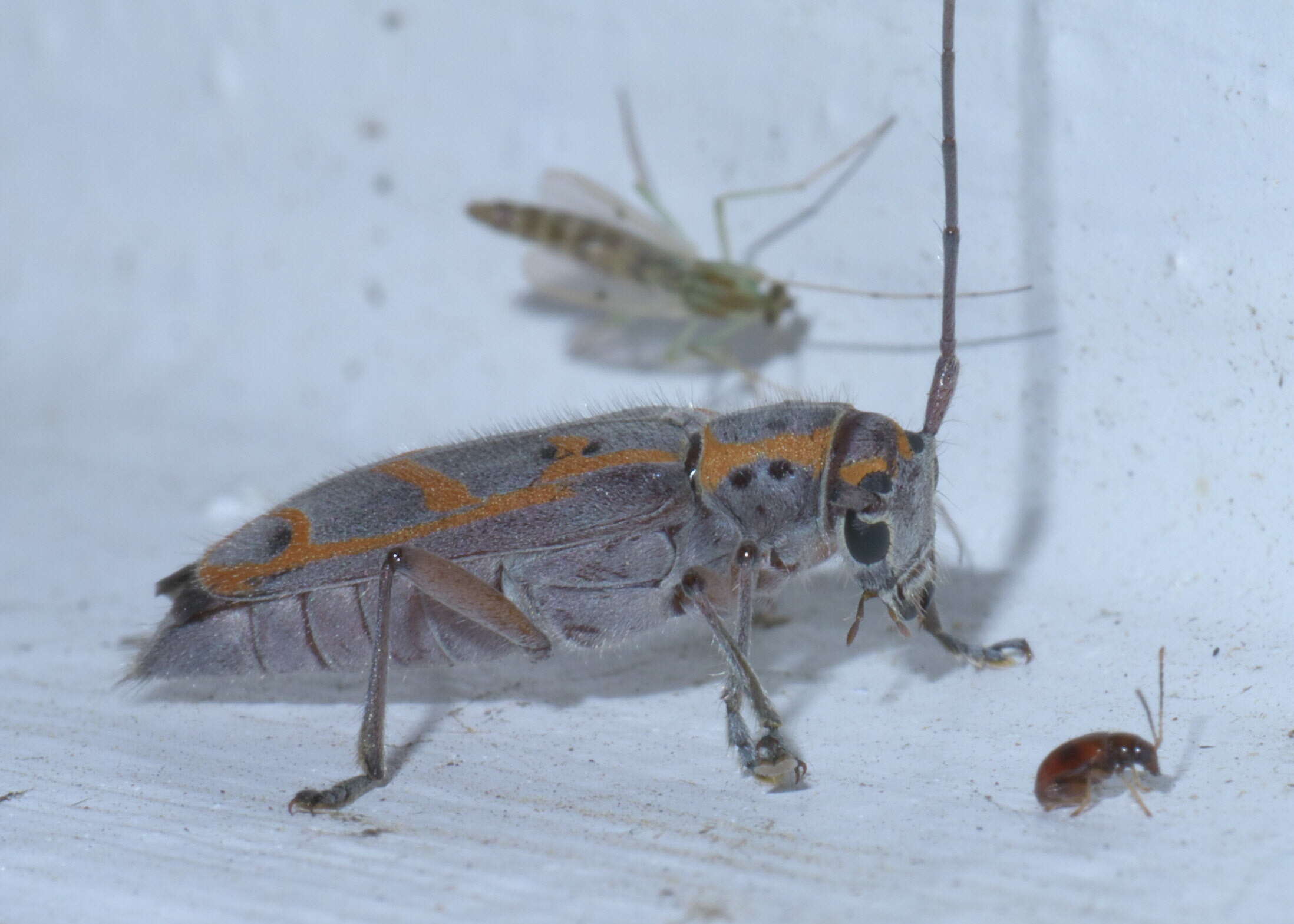 Image of Elm Borer