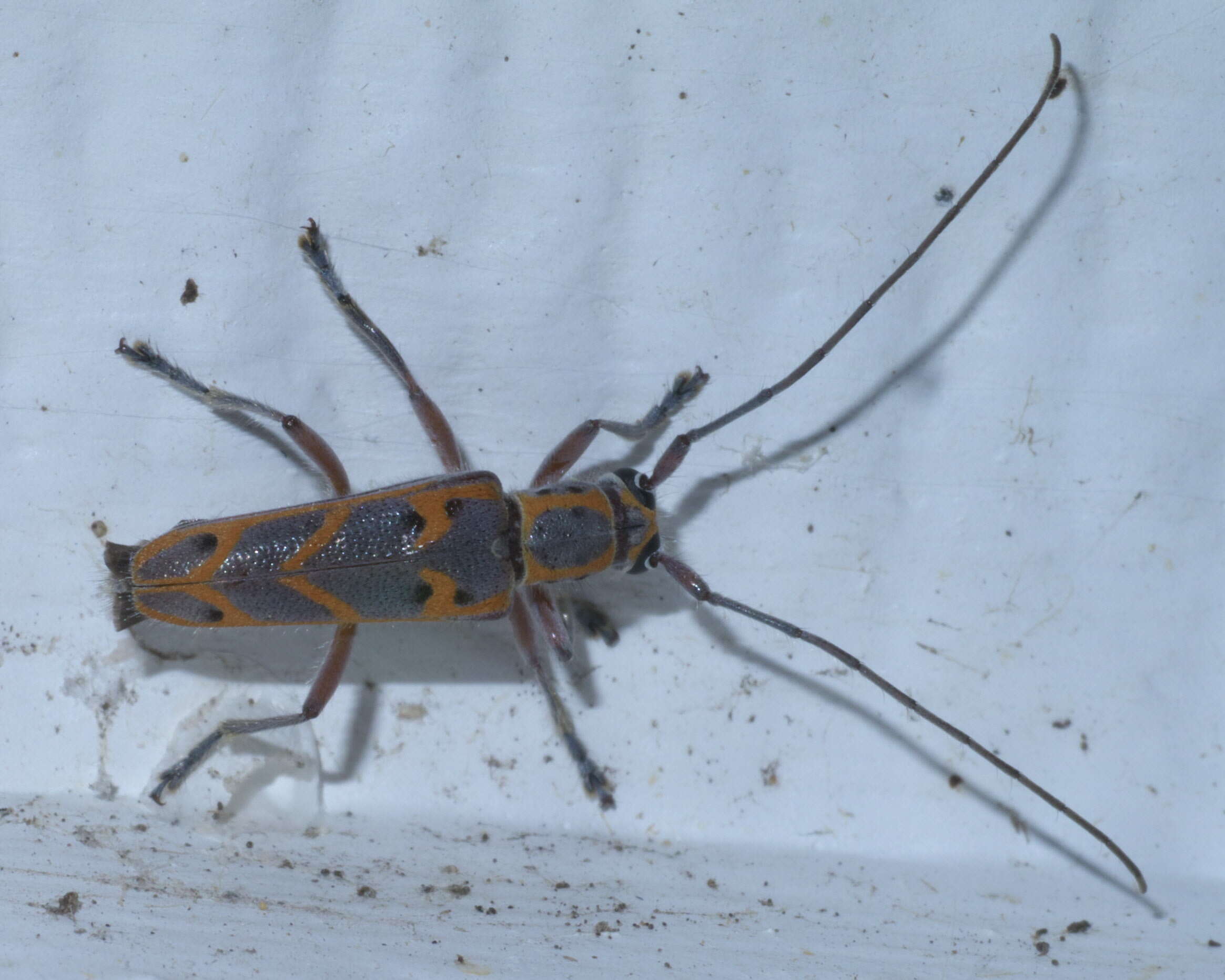 Image of Elm Borer