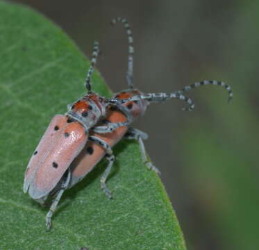 Image of Tetraopes annulatus Le Conte 1847