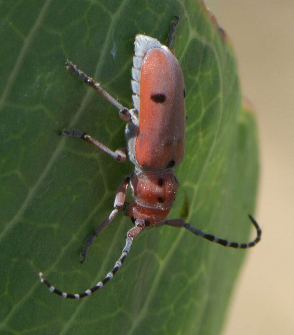 Image of Red-femured Milkweed Borer