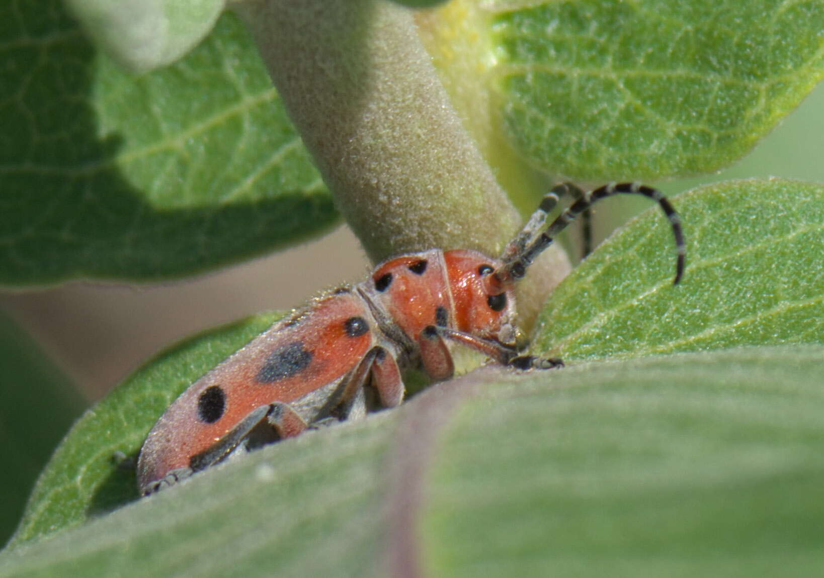 Image of Red-femured Milkweed Borer