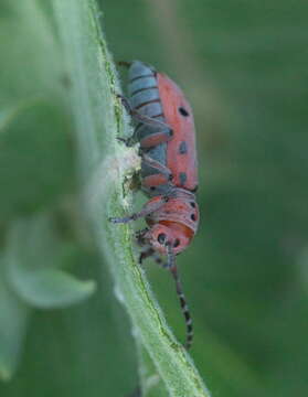 Image of Red-femured Milkweed Borer