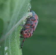 Image of Red-femured Milkweed Borer