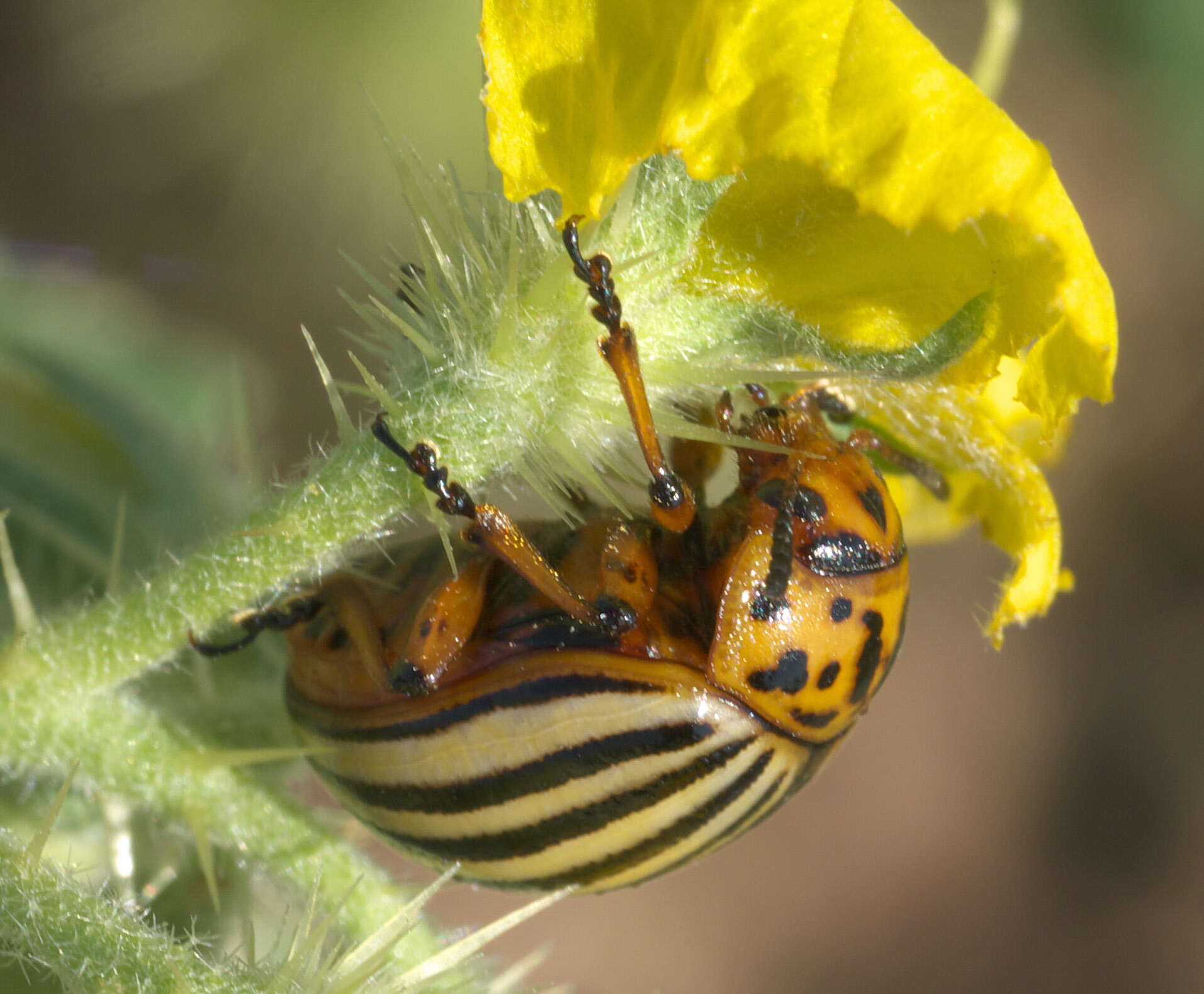 Image of Colorado potato beetle