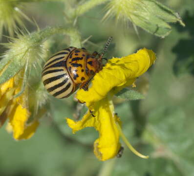 Image of Colorado potato beetle