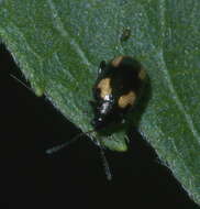 Image of Striped flea beetle