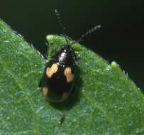 Image of Striped flea beetle