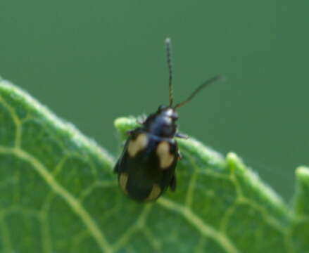 Image of Striped flea beetle