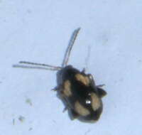 Image of Striped flea beetle