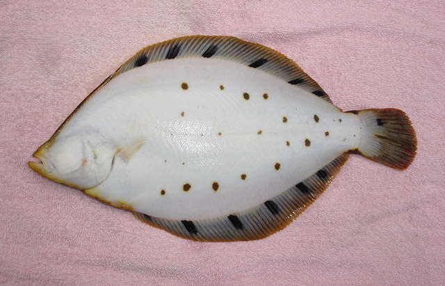 Image of Spotted halibut