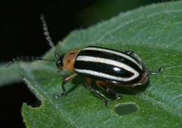 Image of Pigweed Flea Beetle