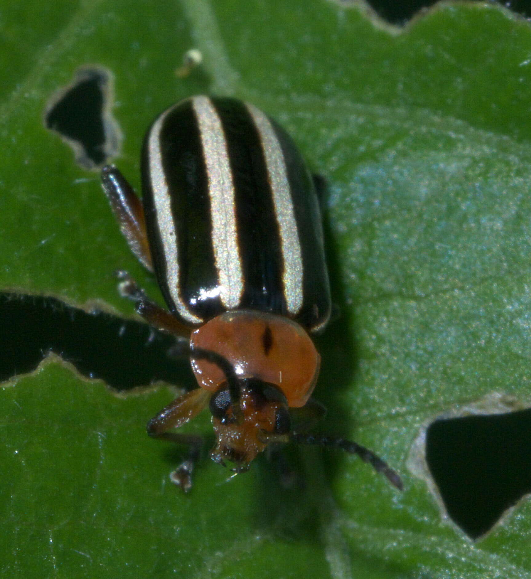 Image of Pigweed Flea Beetle