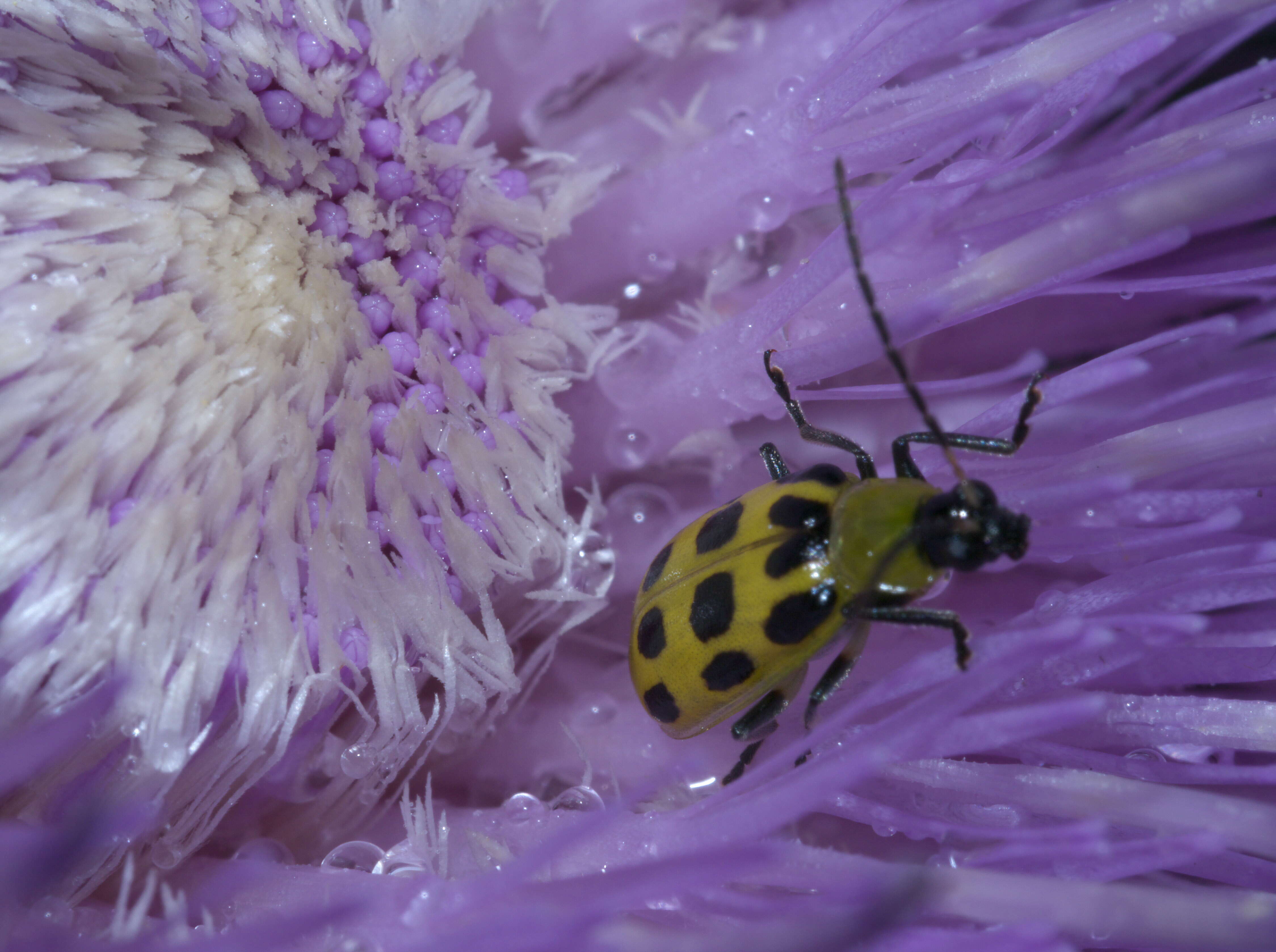 Image of Spotted Cucumber Beetle