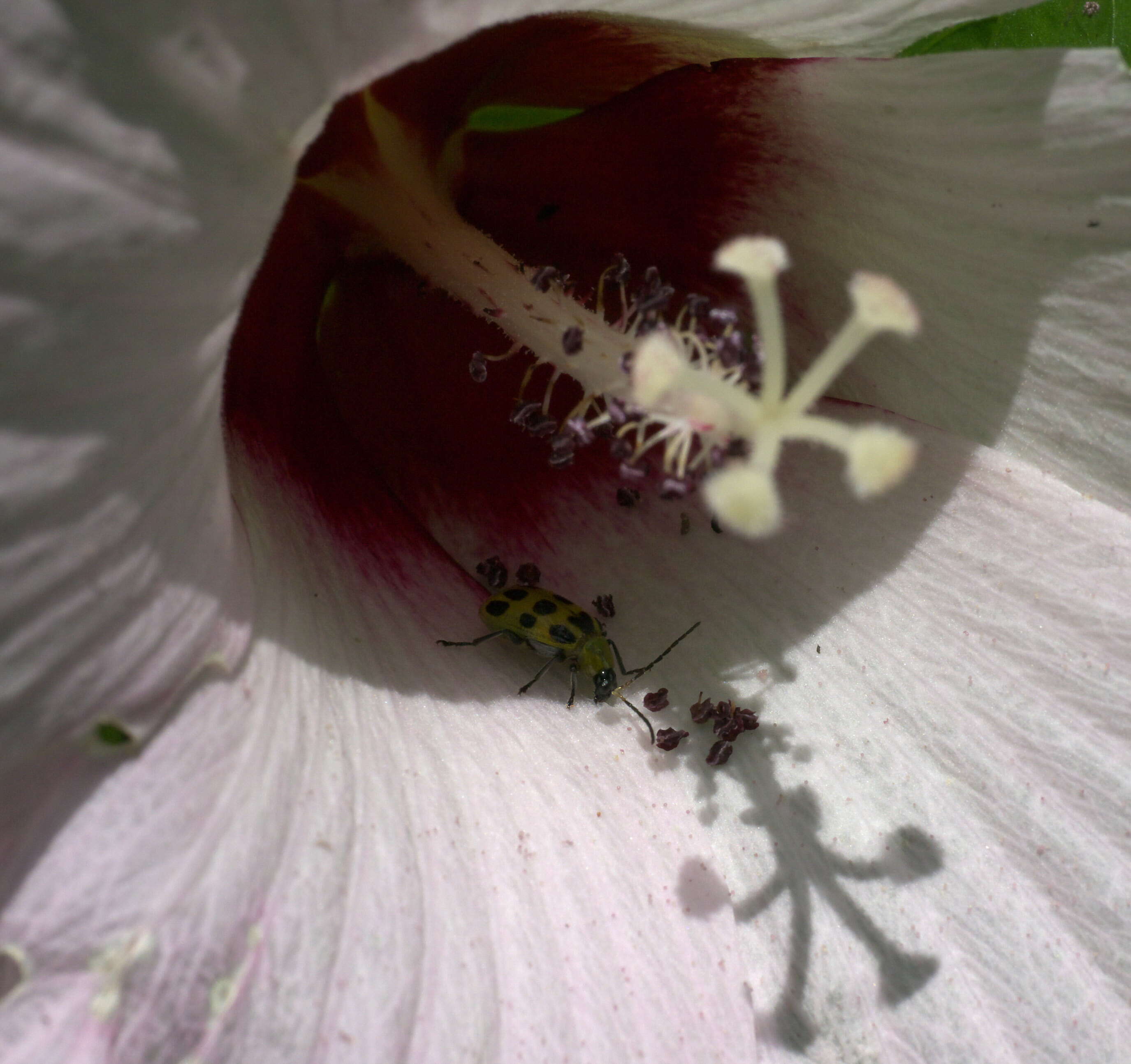 Image of Spotted Cucumber Beetle