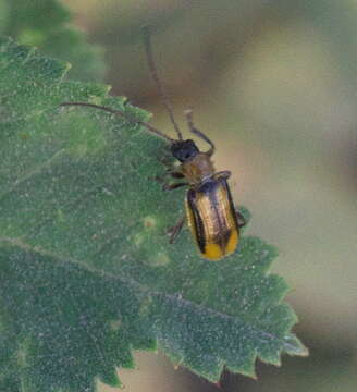 Plancia ëd Diabrotica virgifera J. L. Le Conte 1868