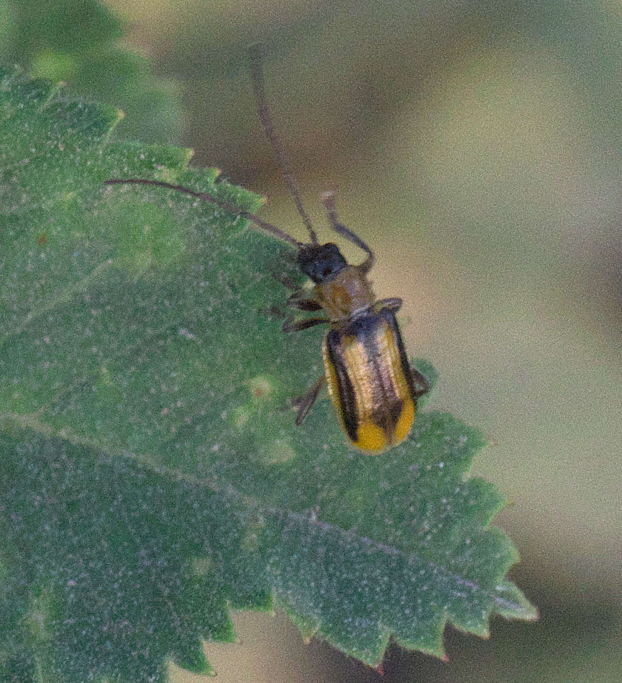 Plancia ëd Diabrotica virgifera J. L. Le Conte 1868