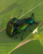 Image of Dogbane Beetle