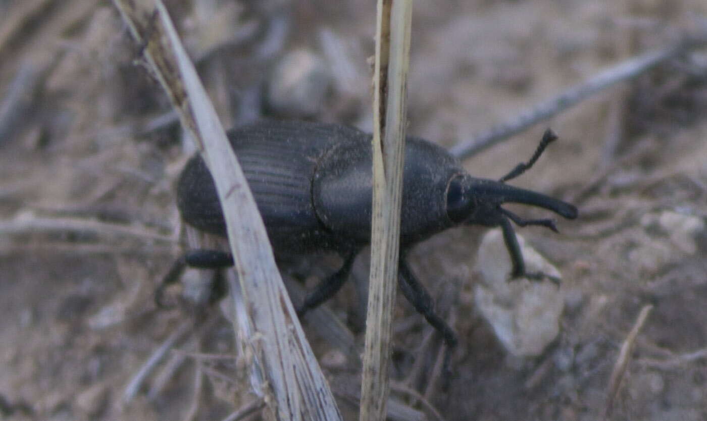 Image of Scyphophorus