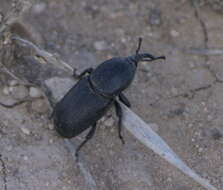 Image of Scyphophorus