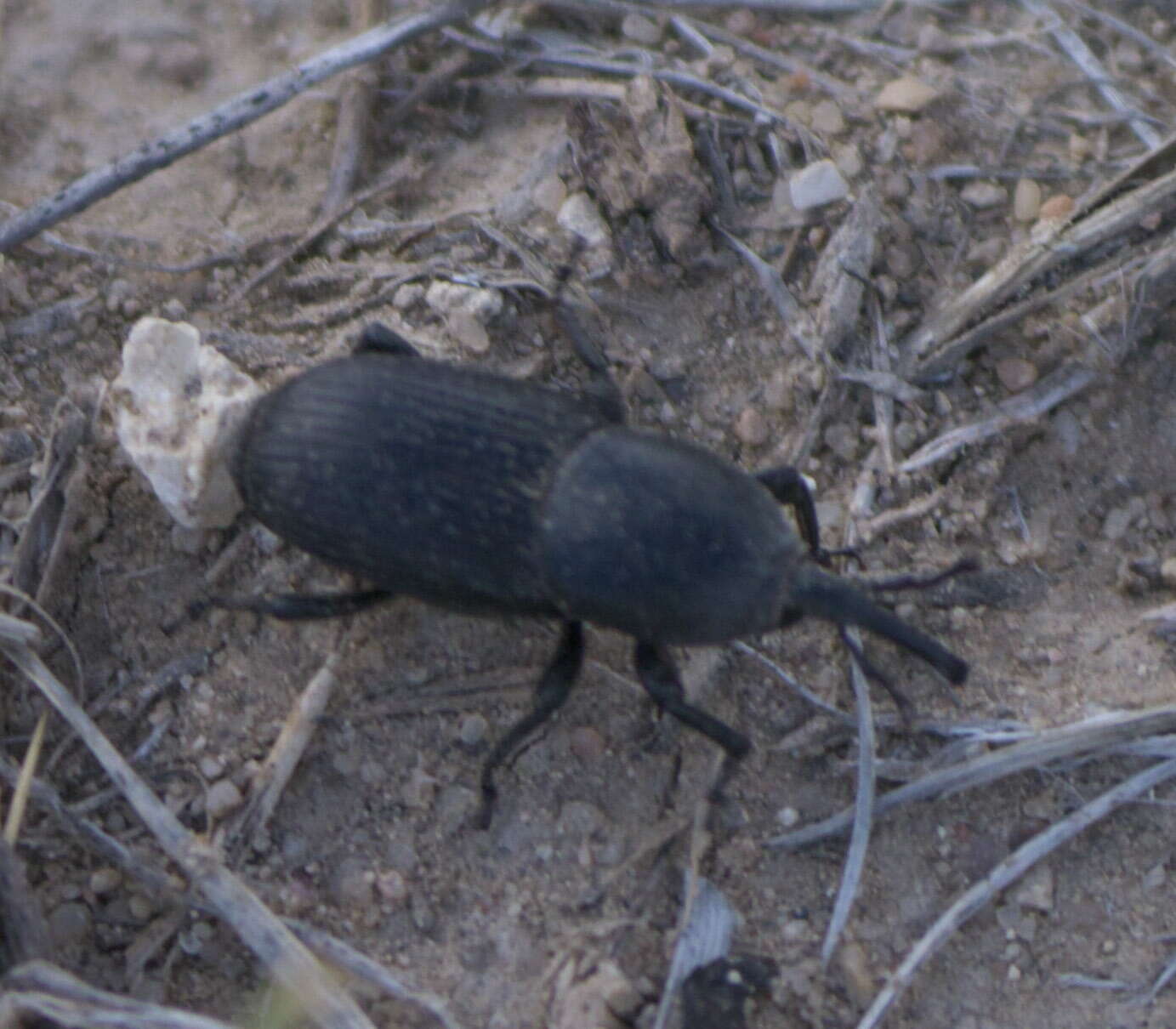 Image of Scyphophorus