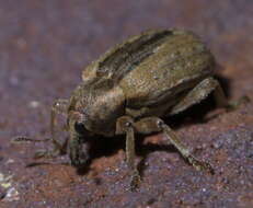 Image of Weevil