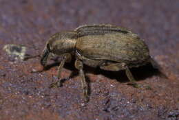 Image of Weevil