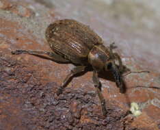 Image of Weevil