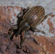 Image of Weevil