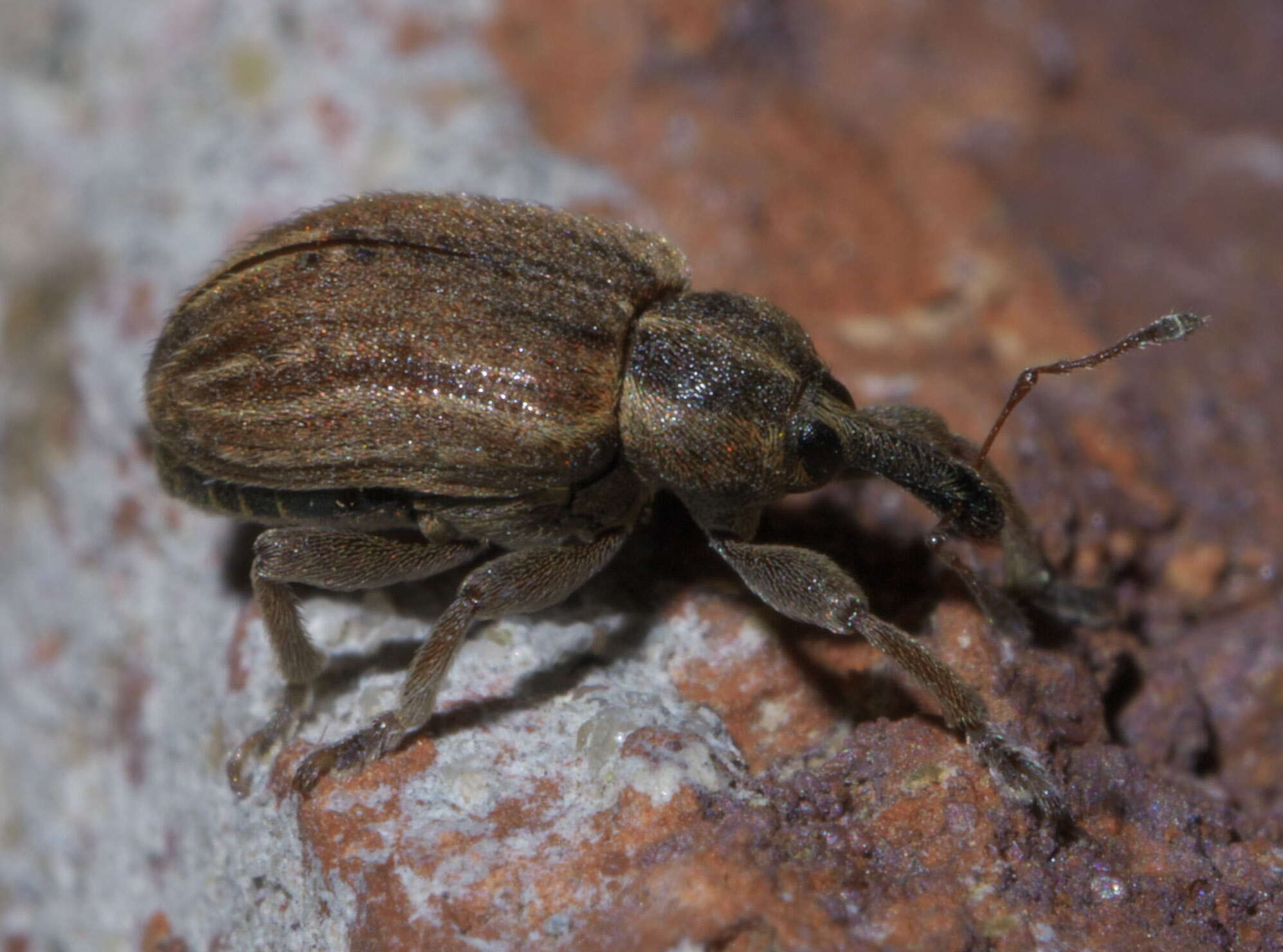 Image of Weevil