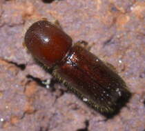 Image of Xyleborus