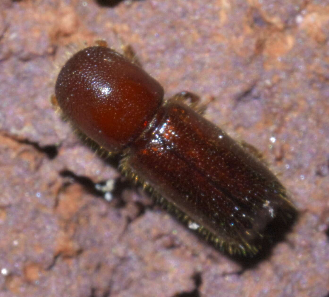 Image of Xyleborus