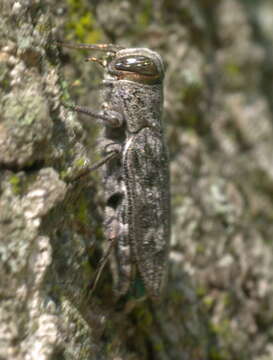 Image of Chrysobothris