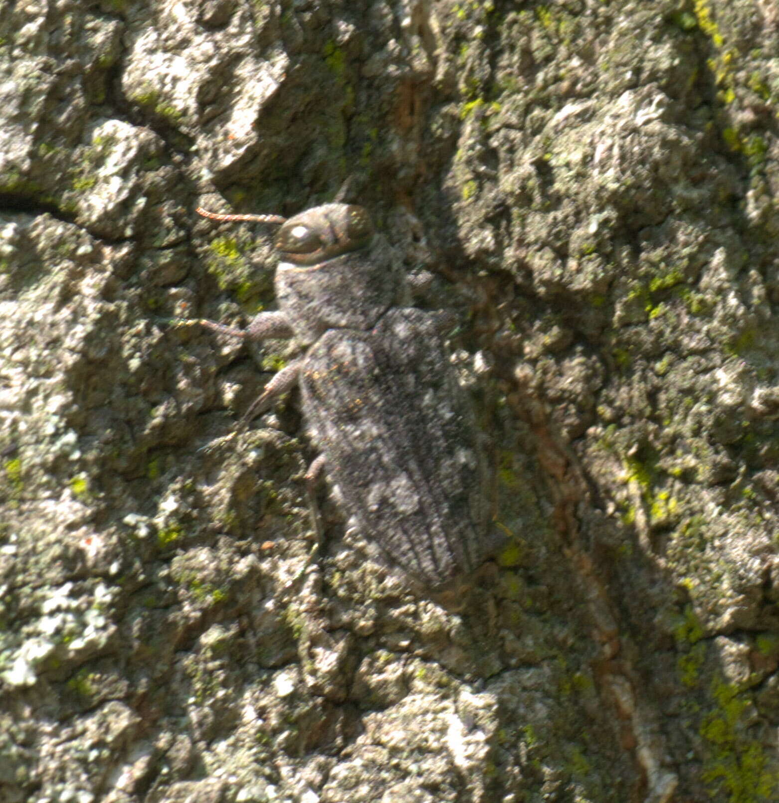 Image of Chrysobothris