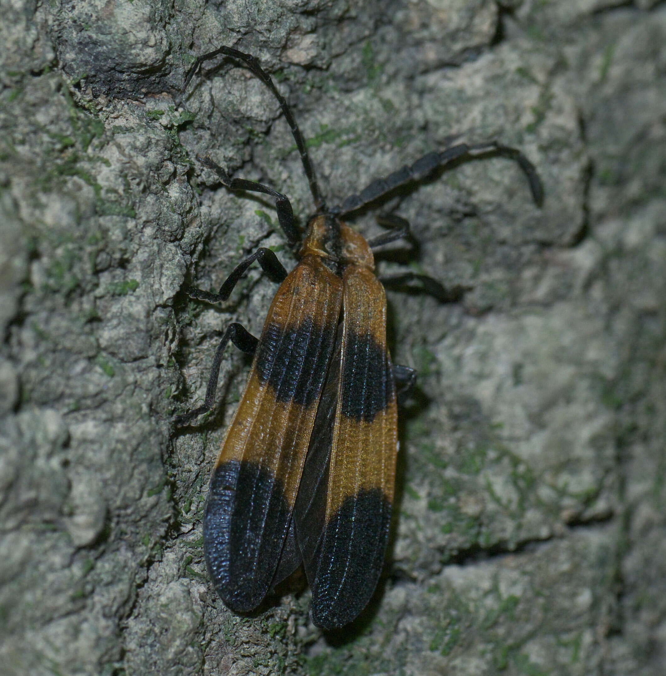 Слика од Calopteron