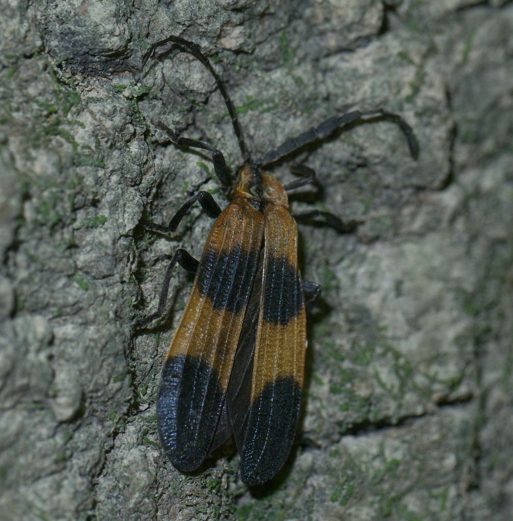 Image of net-winged beetles