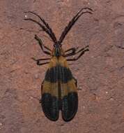 Слика од Calopteron