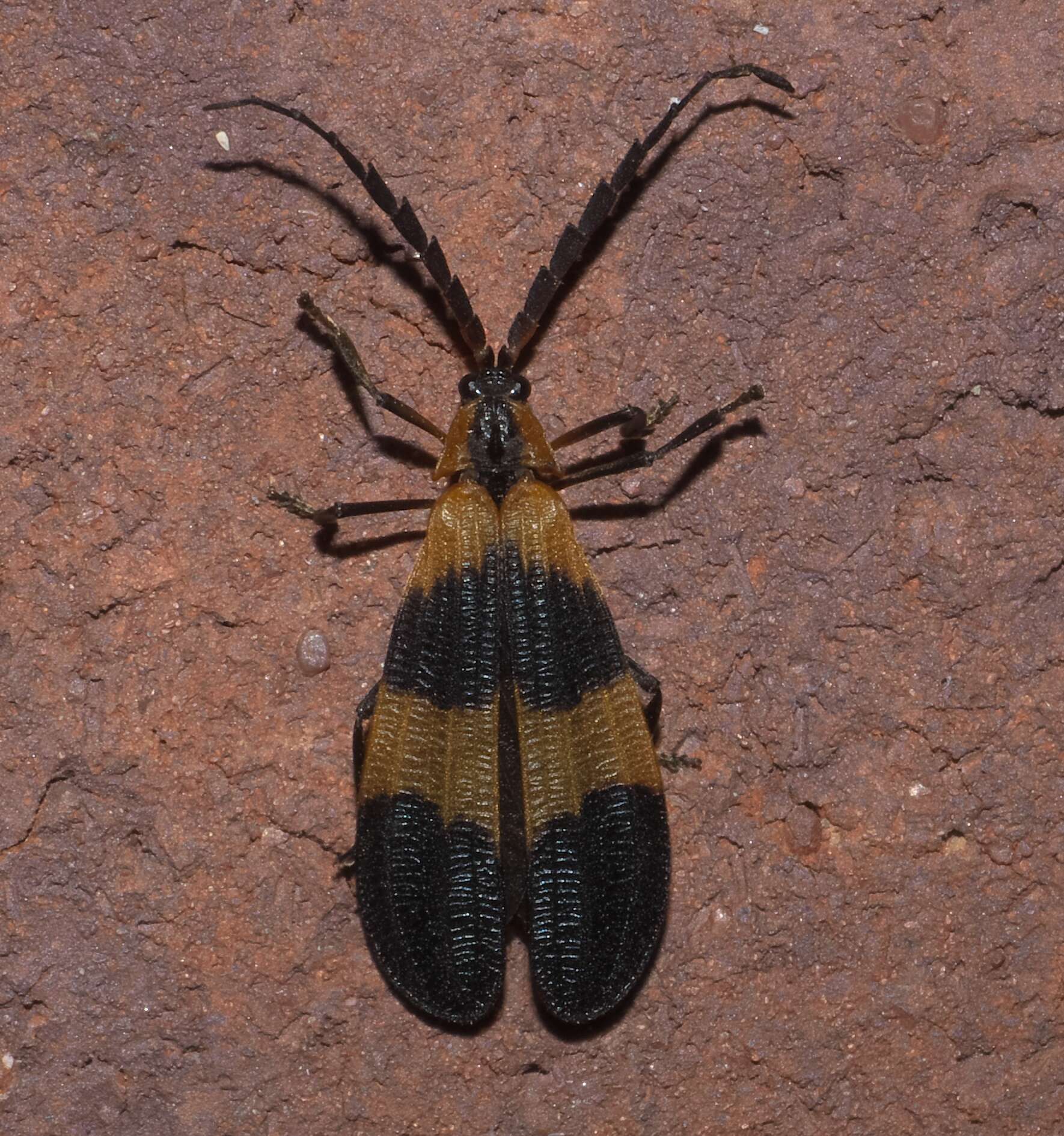 Image of net-winged beetles