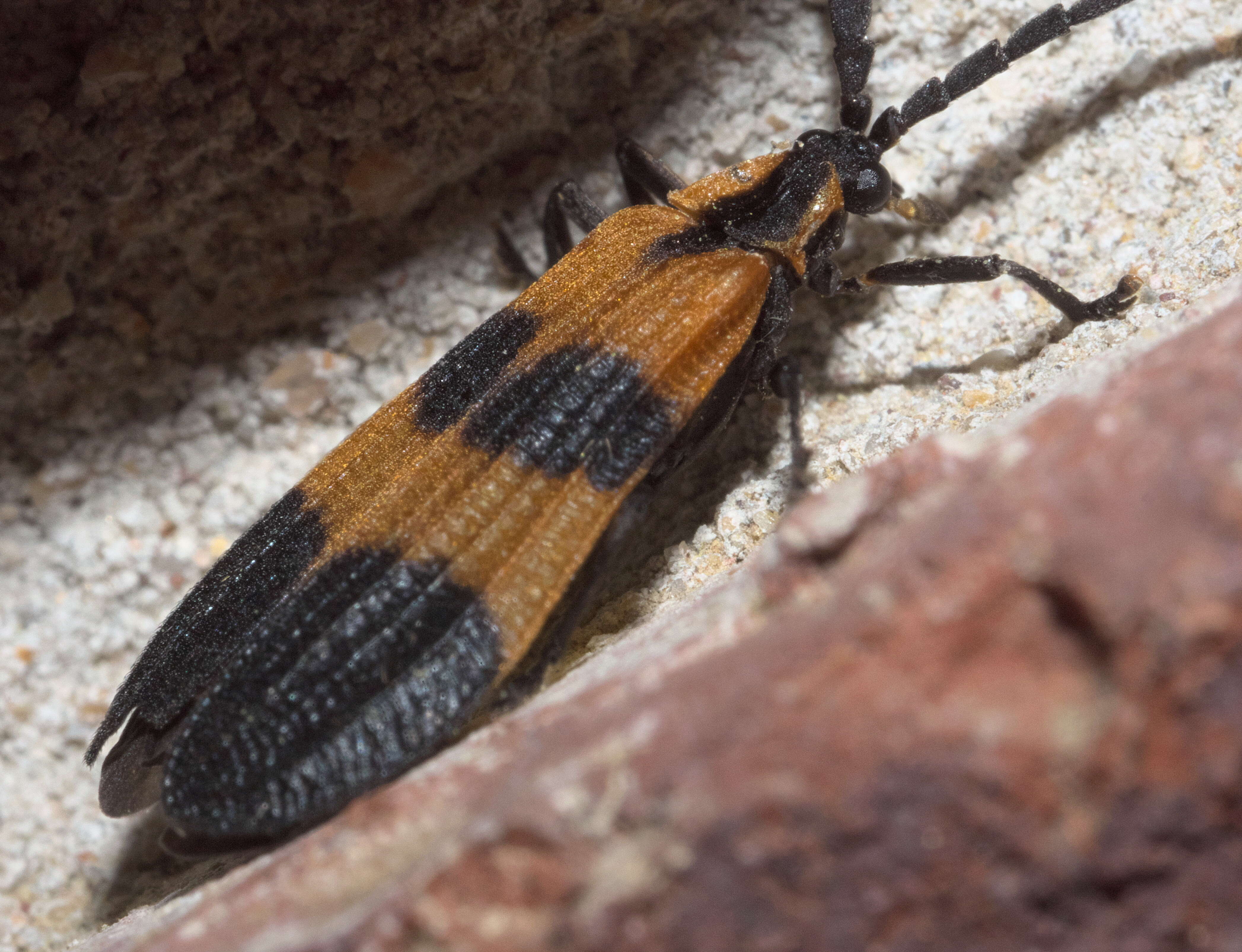 Image of net-winged beetles