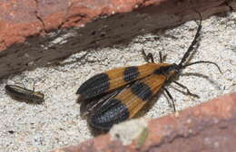 Image of net-winged beetles