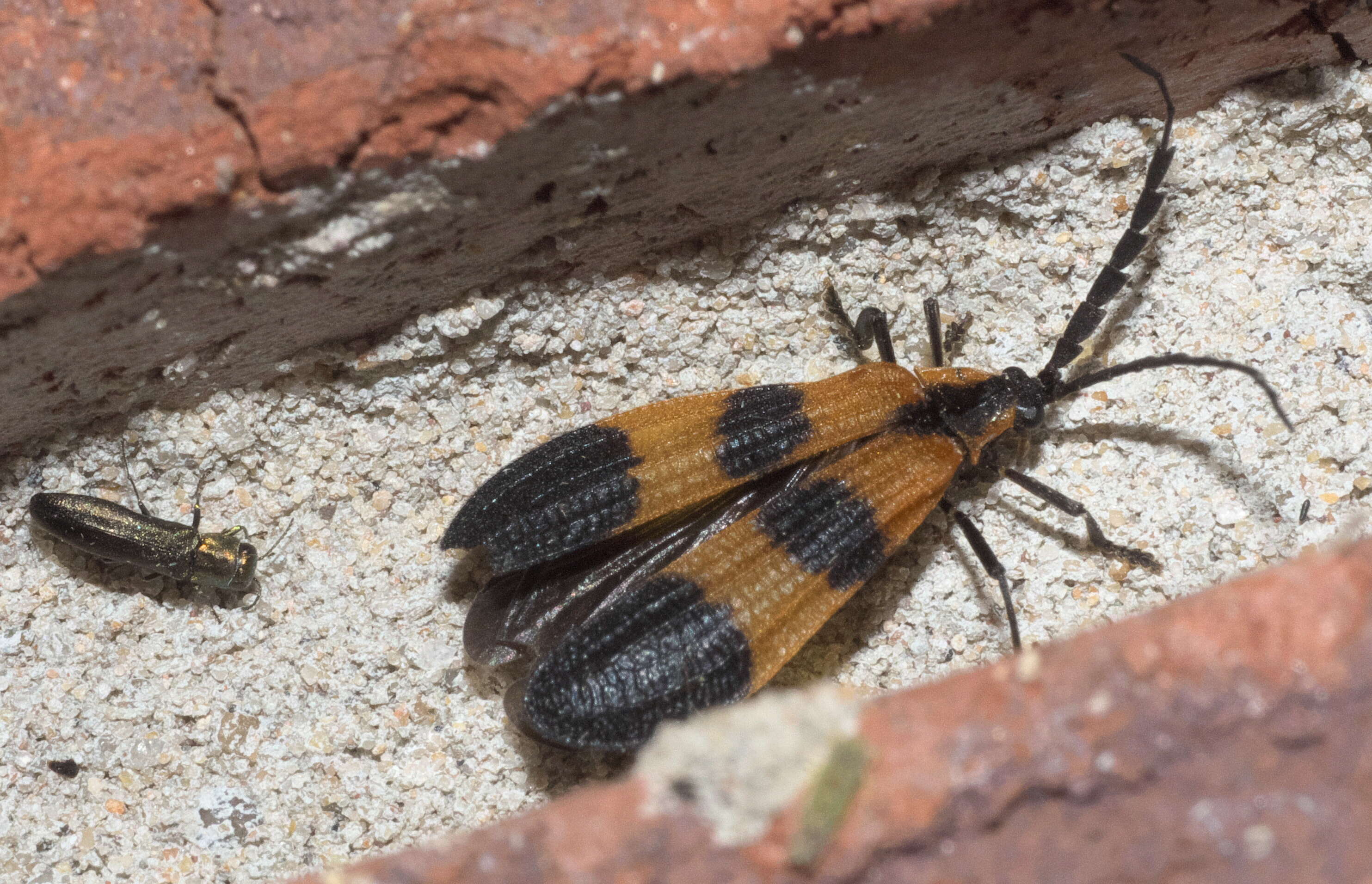 Слика од Calopteron
