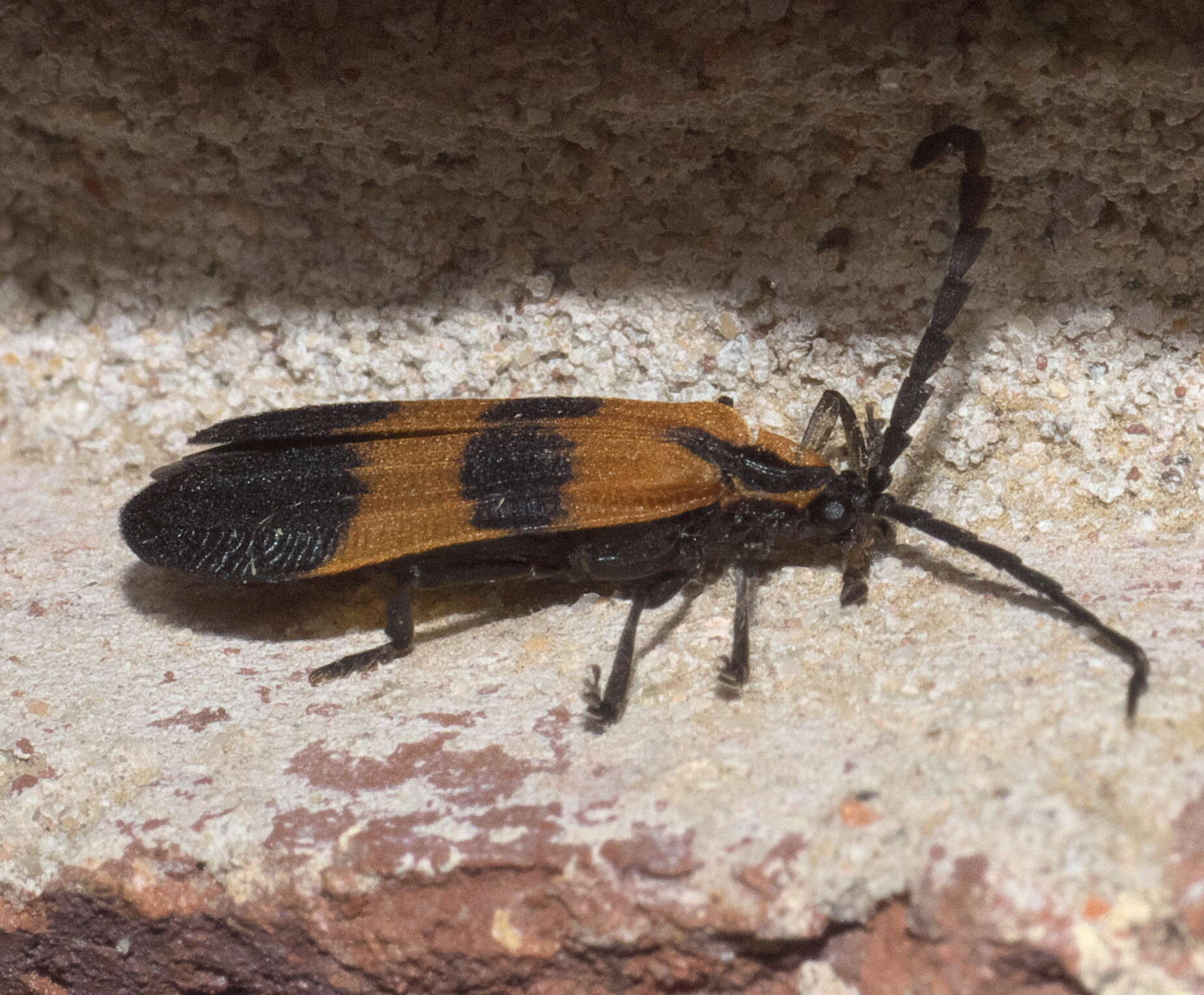 Image of net-winged beetles