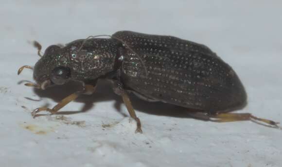 Image of Hydrochidae
