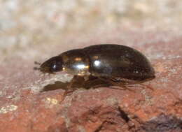 Image of Enochrus
