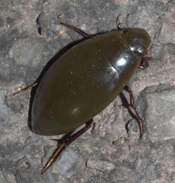 Image of Hydrophilus