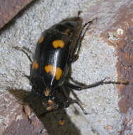 Image of Roundneck Sexton Beetle