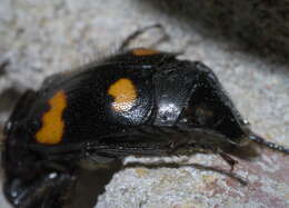 Image of Roundneck Sexton Beetle