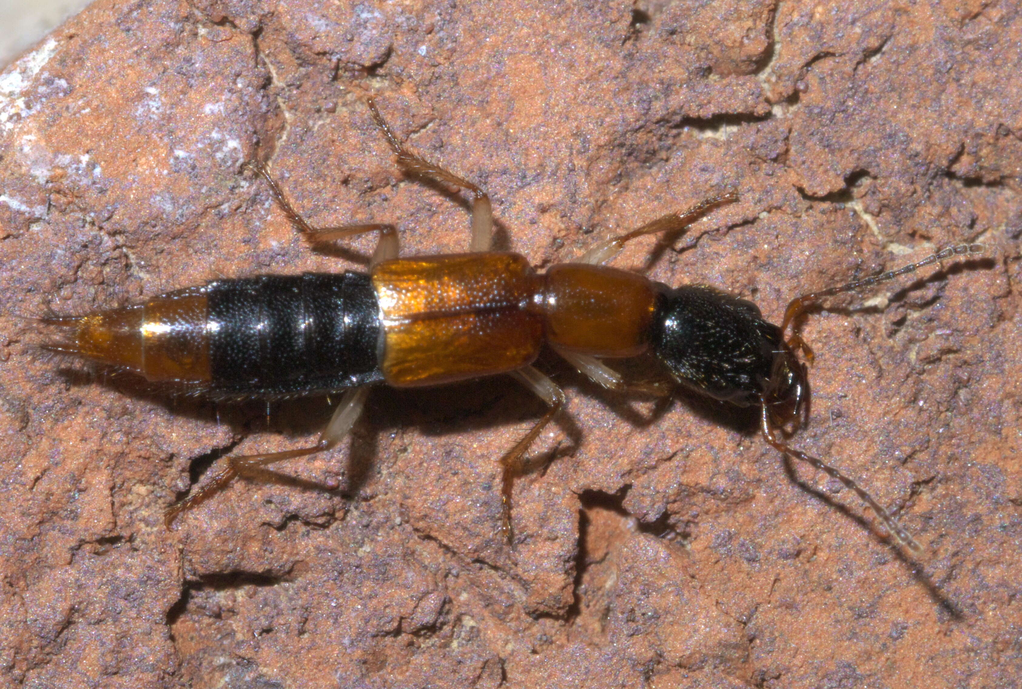 Image of Homaeotarsus